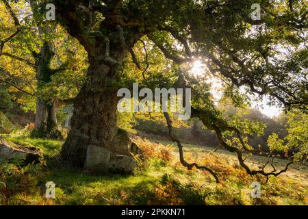 Sole che sorge attraverso i rami di un antico querce, in autunno, Dartmoor, Devon, Inghilterra, Regno Unito, Europa Foto Stock