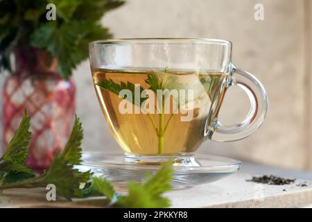 Una tazza di tè alle ortiche con una pianta Urtica dioica fresca raccolta in primavera Foto Stock