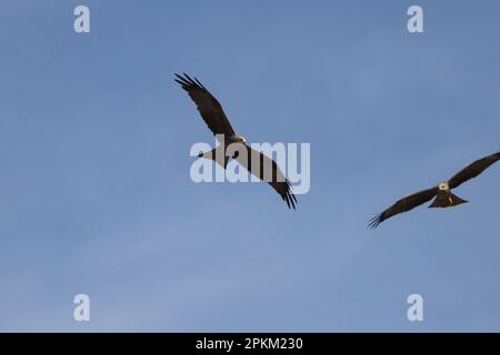 Un paio di aquiloni neri che si innalzano nel cielo blu. Milvus migrans. Foto Stock