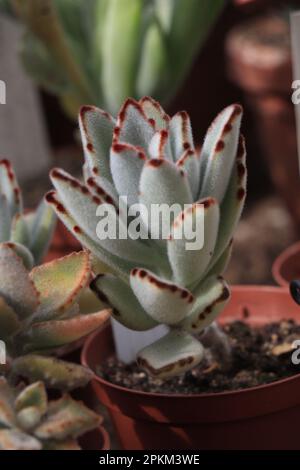 Fiore Crassulaceae kalanchoe tomentosa in una pentola Foto Stock