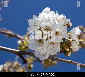 Primer plano de las hermosas flores de cerezo Foto Stock