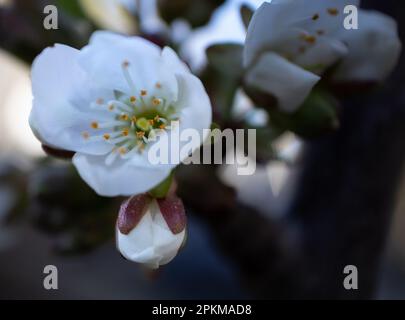 Primer plano de las hermosas flores de cerezo Foto Stock