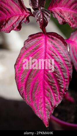 Fotografía macro de una hoja de Coleus Foto Stock