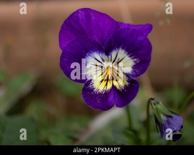 Macro de una flor de pensamiento púrpura Foto Stock