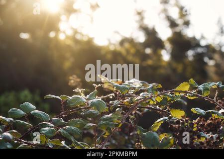 Un bramble spinoso o bush di mora (Rubus frutticosa) in una foresta con il sole dell'alba che risplenderà sullo sfondo Foto Stock