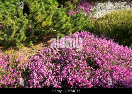 Erica carnea "March Seedling", Spring Heat, Garden Erica carnea Garden scenario Erica Garden Foto Stock