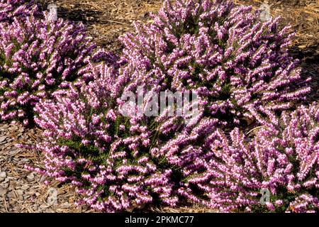 Heather, Erica carnea 'praecox Rubra' Foto Stock