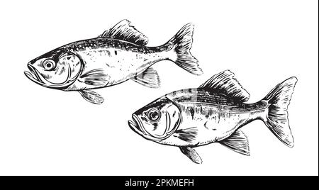 Due schizzi di pesce disegno a mano Vector Illustration Sea Animals Illustrazione Vettoriale