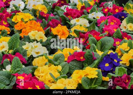 Fiori di Primula colorati.(Primula vulgaris) Foto Stock