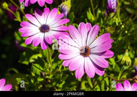 Margherita africana Osteospermum ecklonis fiori rosa bianco Foto Stock