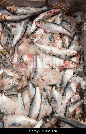 Una cassa di sardine su ghiaccio per la vendita in un mercato berbero Foto Stock