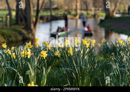 Punting a Oxford con narcisi primaverili in primo piano, Oxford, Regno Unito Foto Stock