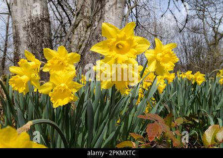 Fiori di Daffodil che crescono in bosco con trombe gialle e foglie verdi Foto Stock
