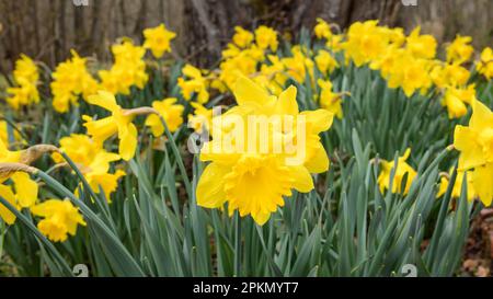Ampia vista delle narcisi boschive che crescono in primavera in chiosco Foto Stock