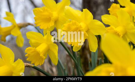 Narcisi del bosco che crescono in primavera in cluster di primo piano Foto Stock