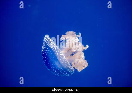 Primo piano della medusa di uova fritte (Cotylorhiza tuberculata), conosciuta anche come medusa mediterranea in acqua blu Foto Stock