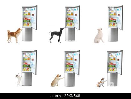 Cani carini vicino a frigoriferi aperti su sfondo bianco, collage Foto Stock