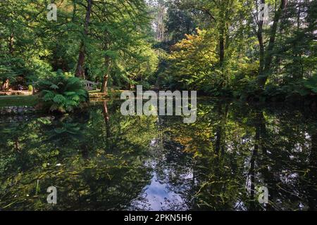 Riflettendo sul verde Foto Stock