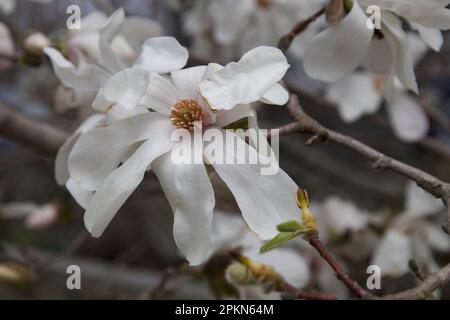 Bianca magnolia stellata, a volte chiamata la stella magnolia. Fioritura durante la primavera di aprile. Foto Stock