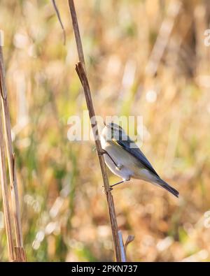 Chiffchaff [ Phylloscopus collybita ] su stelo a lamelle Foto Stock