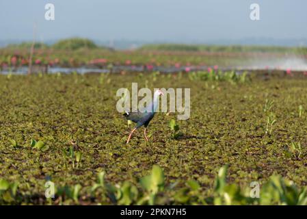 Uccello Jacana con ali di bronzo che cammina nella palude di Talae noi, Phatthalung, Thailandia. Foto Stock