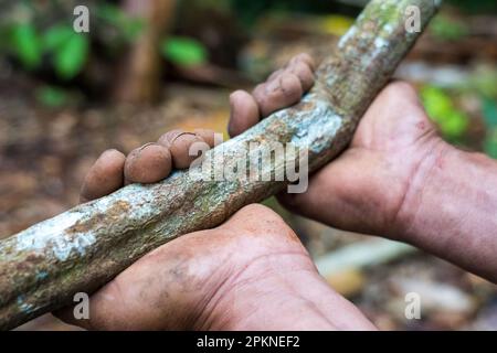 La corteccia e le foglie di ayahuasca (Banisteriopsis caapi) vengono scomporre bollite e distillate per essere utilizzate nella pratica sacra e rituale nel bacino del Rio delle Amazzoni Foto Stock