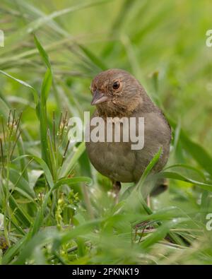 California Towhee (Melozone crissalis), Sacramento County California USA Foto Stock