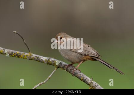 California Towhee (Melozone crissalis), Sacramento County California USA Foto Stock