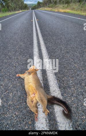 Roadkill; possum morto su un'autostrada del nuovo Galles del Sud. Una delle cose su cui i visitatori commentano è il numero di animali nativi uccisi dal traffico. Foto Stock