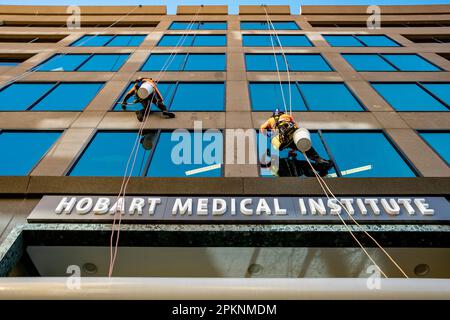 Pulitori per finestre che abbischiano la faccia di un alto edificio di uffici a Hobart Tasmania Foto Stock