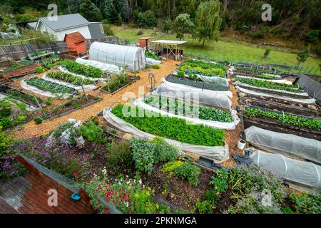 Un piccolo giardino di mercato biologico suburbano con letti rialzati e una casa calda tunnel di cerchio nel sud di Hobart Tasmania, Australia in autunno Foto Stock