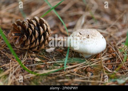 Foresta funghi selvatici sul pavimento forestale in autunno. Settembre pianta paesaggio con pinone primo piano. Foto Stock