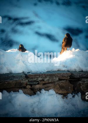 Due jackdaws alpini seduti su un muro d'inverno Foto Stock