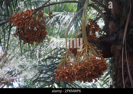 I grappoli di ripe date in crescita su data Palm tree. Dacca in Bangladesh. Foto Stock
