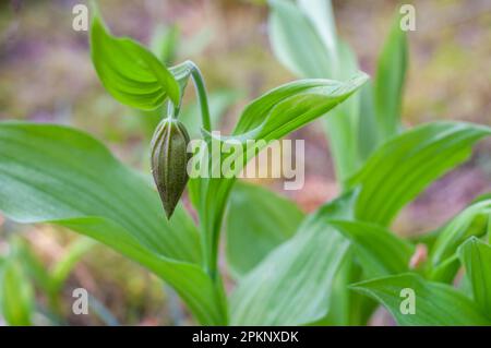 Rara e bella ladys-slipper orchidea cipripidium calceolus con un fiore inaperto. Bocciolo di fiore di calceolo cipridium. Foto Stock