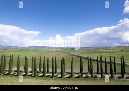 Documentazione fotografica di una fila di cipressi in provincia di Siena Foto Stock