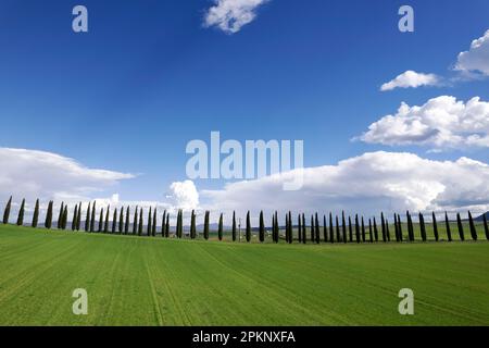 Documentazione fotografica di una fila di cipressi in provincia di Siena Foto Stock