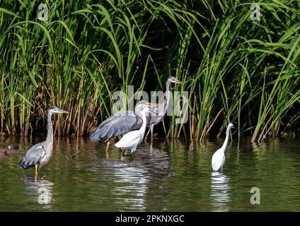 Grey Heron e Little Egret Foto Stock