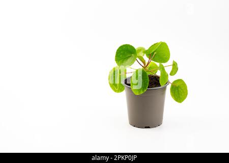 Pilea peperomioides, la Money Plant cinese, la UFO Plant, la frittella o la pianta missionaria isolata su sfondo bianco. Foto Stock