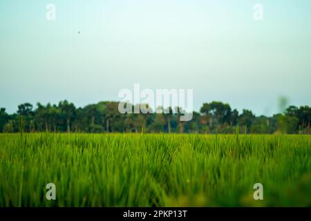 Un risone è un campo allagato di terreni arabili utilizzati per la coltivazione di colture semiacquatiche. Bella pianta di riso verde naturale riso non maturo in risaia Foto Stock