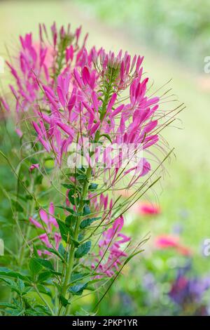 Cleome Hassleriana Cherry Queen, Spider Flower Cherry Queen, annuale, fiori simili a ragno, prominenti stami Foto Stock