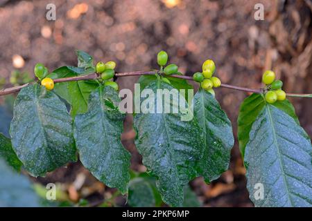 Caffè africano (Coffea stenophylla), Africa occidentale Foto Stock