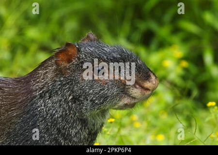 Aguti neri (Dasyprocta fuliginosa) adulti, primo piano, nella foresta pluviale montana, San Isidro, Ande, Ecuador, Sud America Foto Stock