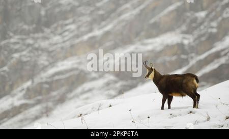 Camosci, camosci, camosci (Rupicapra rupicapra), caprini, ungulati, Mammiferi, animali, camoscio alpino adulto, in piedi sulla neve in habitat di montagna Foto Stock