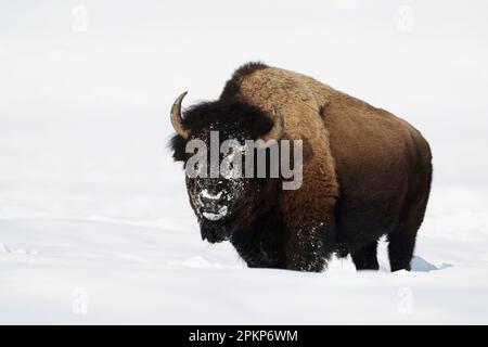 Bisonte nordamericano (bisonte) adulto, nutrirsi nella neve profonda, Lamar Valley, Yellowstone N. P. Wyoming (U.) S. A Foto Stock