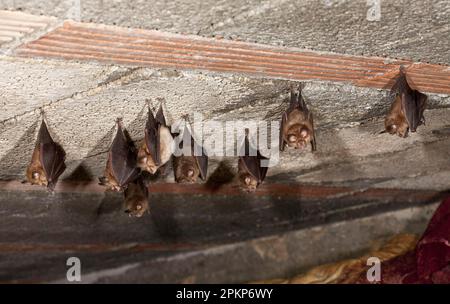 Pipistrelli di ferro di cavallo minori (ipposideros di Rhinolophus), pipistrelli di ferro di cavallo minori, pipistrelli, mammiferi, animali, Adulto minore Horseshoe Bat, gruppo appeso di giorno Foto Stock