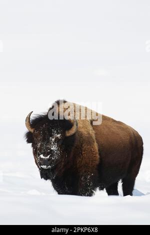 Bisonte nordamericano (bisonte) adulto, nutrirsi nella neve profonda, Lamar Valley, Yellowstone N. P. Wyoming (U.) S. A Foto Stock