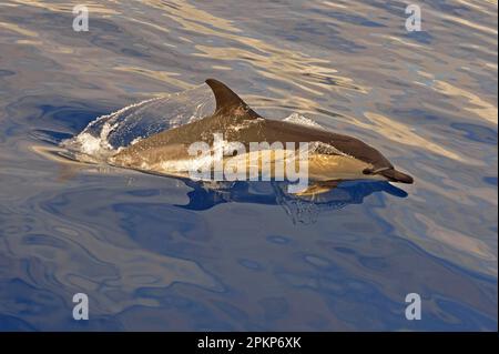 Delphinus delphis (Delphinus delphis) adulto, porpoising, Azzorre Foto Stock