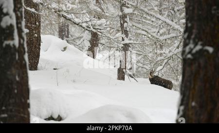 Camosci, camosci, camosci (Rupicapra rupicapra), caprini, ungulati, Mammiferi, animali, camoscio alpino adulto, in piedi sulla neve nella foresta di montagna h Foto Stock