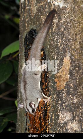 Parapendio di zucchero adulto (Petaurus breviceps), nutrirsi di linfa dell'albero di notte, Atherton Tableland, Great Dividing Range, Queensland, Australia, Oceania Foto Stock
